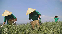 宛“艾”將熟！一株野草長成南陽百億產(chǎn)業(yè)帶 | 極刻